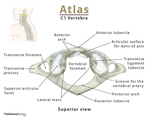 <p>First cervical vertebra; ring-shaped; nod "YES."</p>