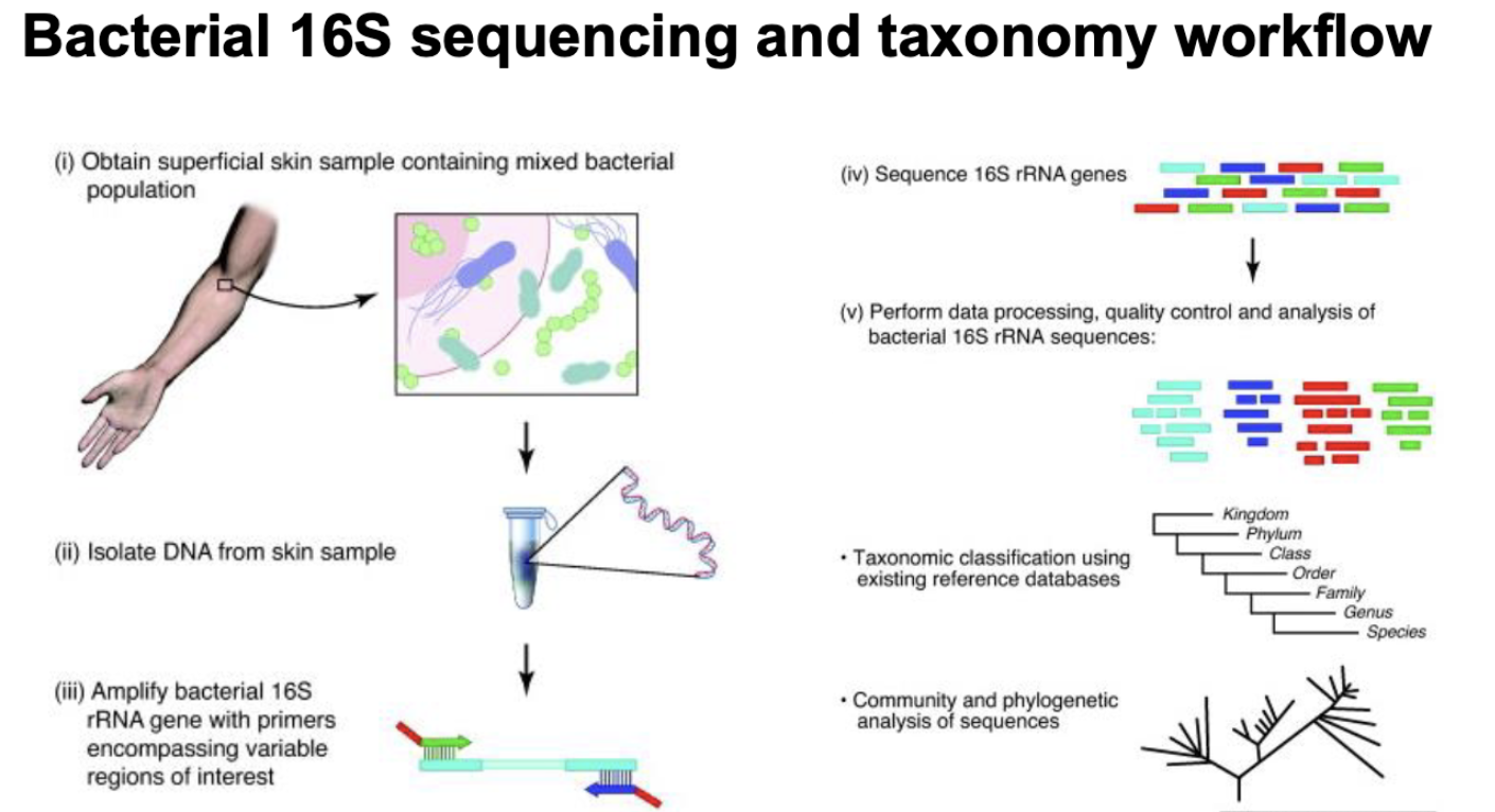 <p>culture independent</p><p>9 variable regions and conserved regions</p><p>used to ID organisms</p><p>PCR amplify 16s gene using universal primers, compare to known 16s sequences, if they’re 97% similar —> same species</p><p></p><p>community analysis gives you:</p><ul><li><p>species richness (distinct) &amp; abundance (quantity)</p></li></ul><p></p>