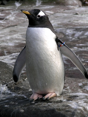 <p>Penguin</p>