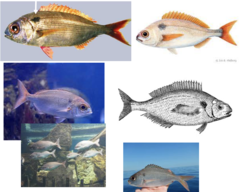 <p>Red seabream</p>