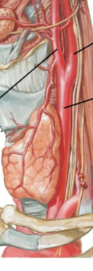 <p>top right</p>