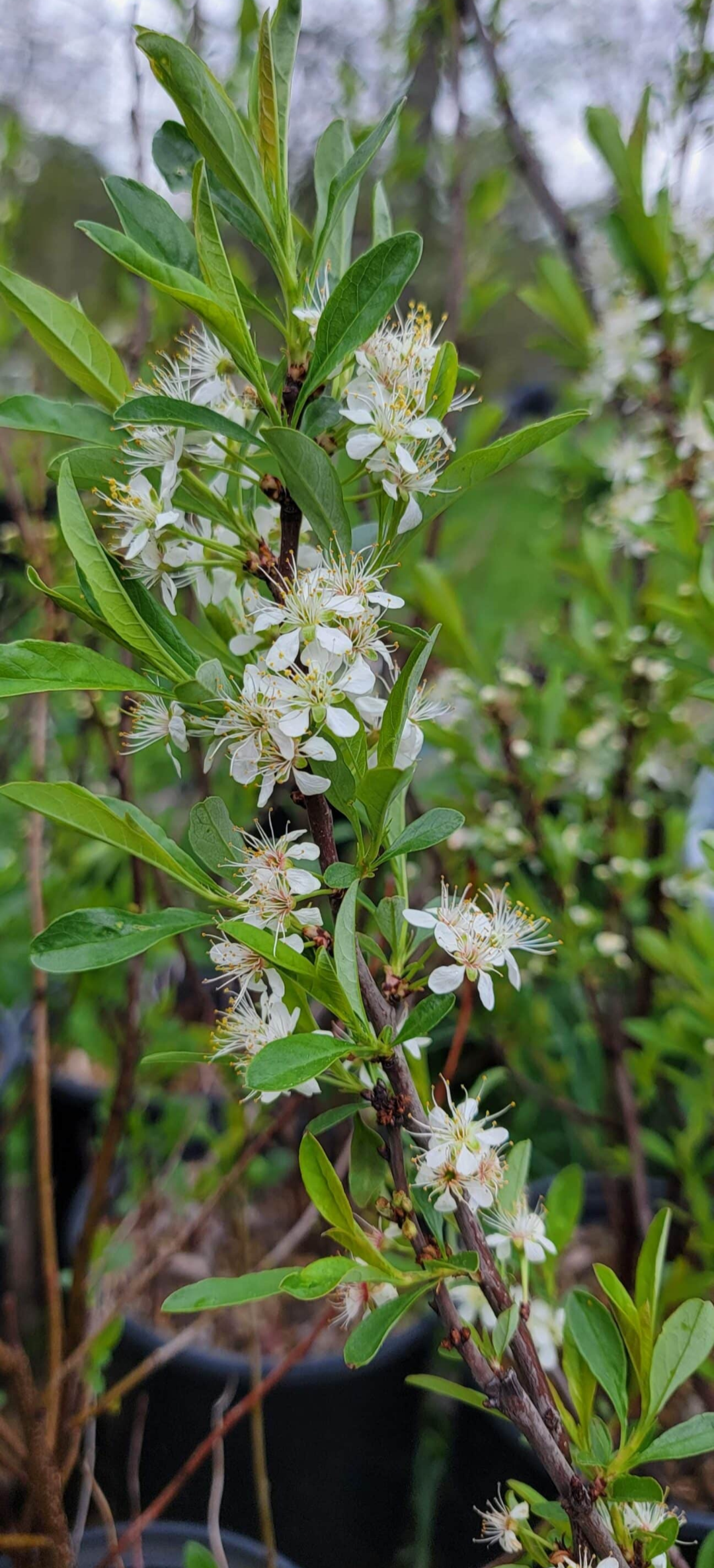 <p>Sand cherry (Sewakomin)</p>