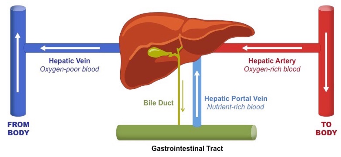 <ul><li><p>aorta sending that oxygen rich blood out to our entire body</p><ul><li><p>hepatic artery which branches off of the aorta and goes into the liver again delivering oxygen rich blood</p></li></ul></li><li><p>blood supply from GI tract goes up into the hepatic portal vein - nutrient rich blood</p></li><li><p>gallbladder releases bile through bile ducts, goes down into the GI system/GI tract where it works to dissolve and break down fats - metabolism of fats!!</p></li><li><p>venous blood goes out of the liver, back to the heart through the hepatic vein - oxygen deprived blood - goes to inferior vena cava, superior vena cava, right atrium, right ventricle, yada yada </p></li></ul><p></p>