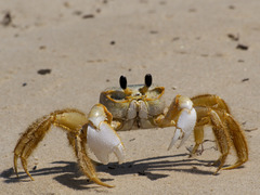 <p>What is the scientific name of the Ghost Crab?</p>