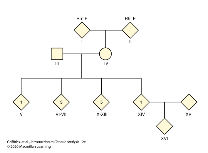 <p>CH 4: The mother of a family with 10 children has blood type Rh+. She also has a very rare condition known as elliptocytosis (E) that causes red blood cells to be oval rather than round in shape, but that produces no adverse clinical effects. The father is Rh−, meaning that he lacks the Rh+ antigen. He has normal red blood cells&nbsp;(e).</p><ul><li><p>One child is Rh+e, four children are Rh+E, and five children are Rh−e. The mother’s parents are Rh+E and&nbsp;Rh−e.</p></li><li><p>One of the four children expressing Rh+E marries someone who is Rh+e, and they have an Rh+E&nbsp;child.</p></li></ul><p>Is the pedigree in agreement with the hypothesis that the Rh+ allele is dominant and the Rh− allele is&nbsp;recessive?</p>
