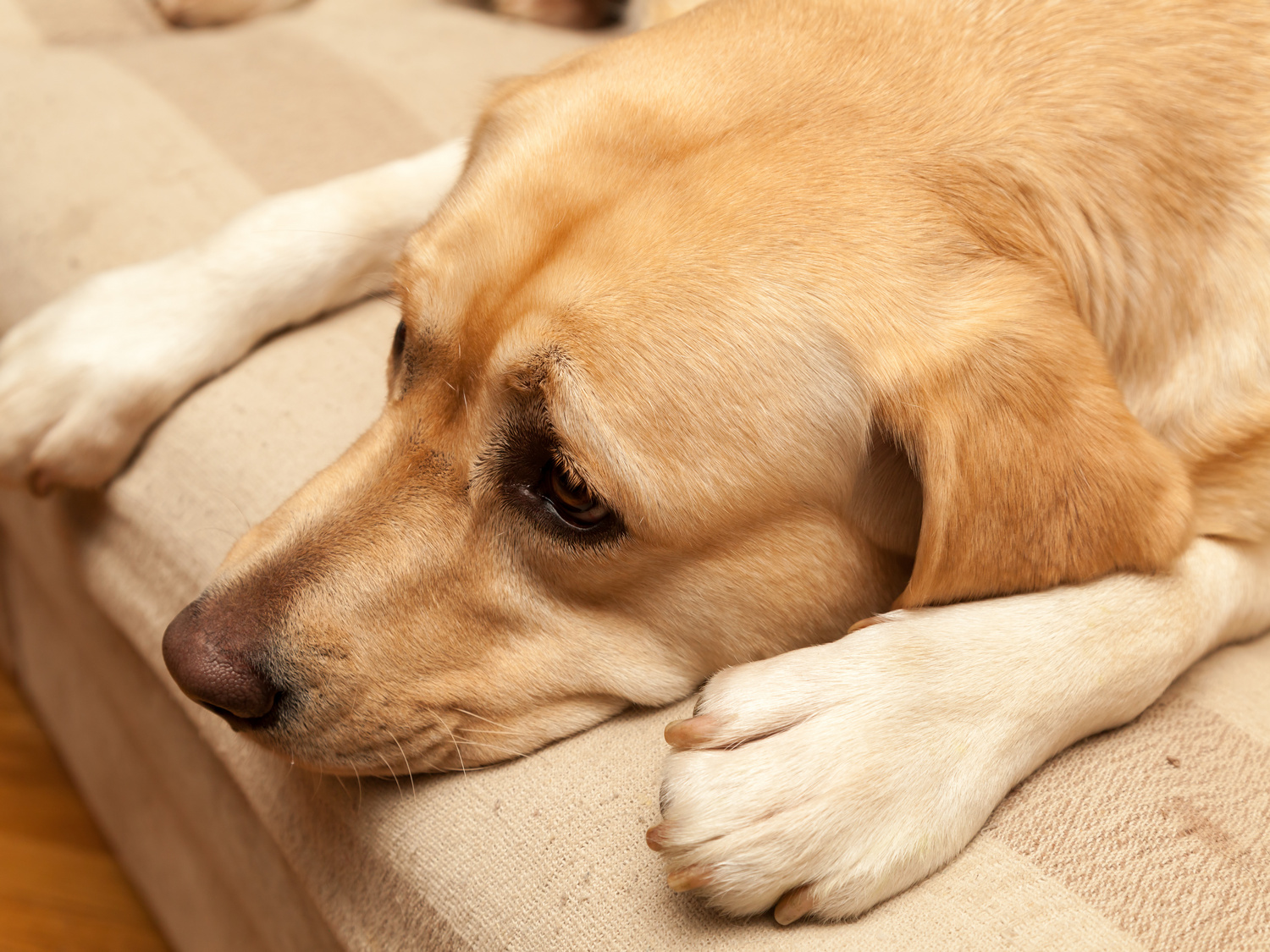 <p>Lethargy in puppies </p>
