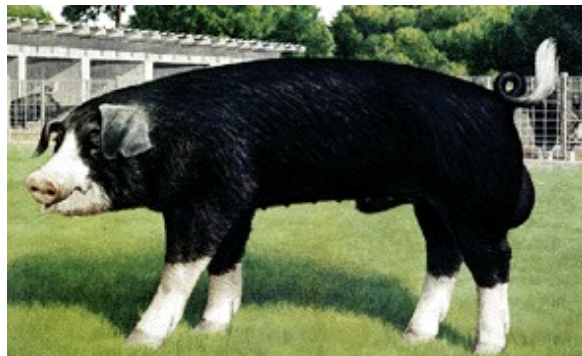 <ul><li><p>origin: miami valley, ohio</p></li><li><p>black with 6 white points</p></li><li><p><strong>droopy ears</strong></p></li><li><p>excelent feeder</p></li><li><p>very prolific</p></li><li><p>bad mothers</p></li></ul><p></p>