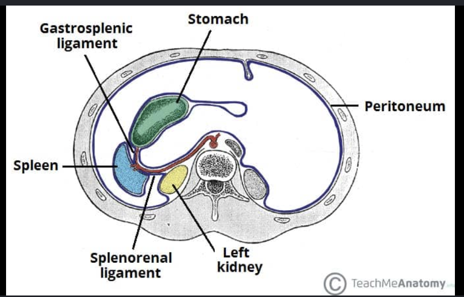 <p>Spleen</p>