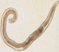 <p>what nematode is this?</p>