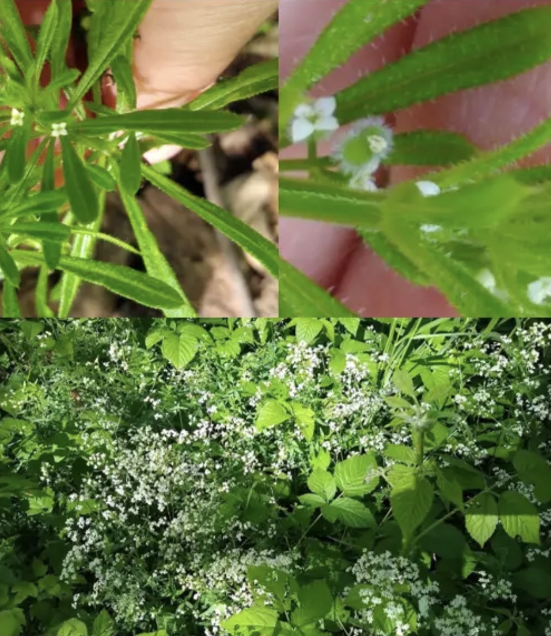 <p><em>Galium spp.</em></p>