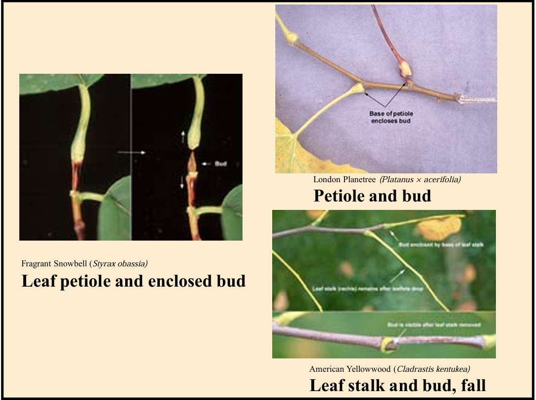 <p>something about petioles and enclosed buds </p>