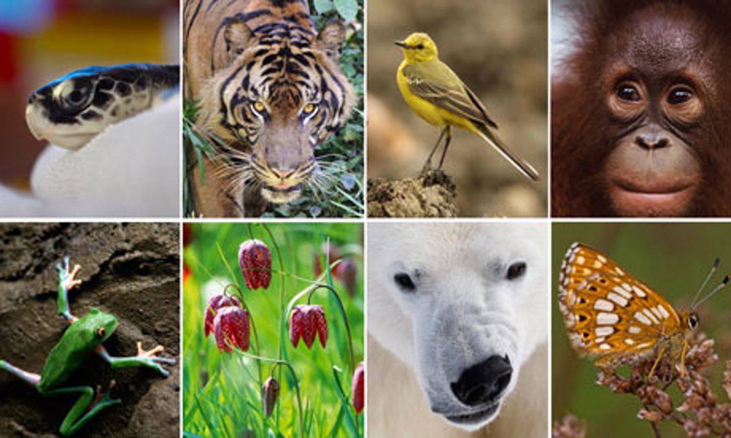 <p>describes any variety in a biological system</p><p>includes: genetic, species, and ecosystem diversity</p><p>more diversity = more healthy and stable</p>
