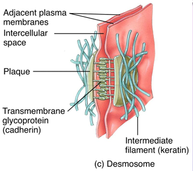 <p>Desmosomes</p>