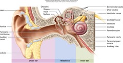 <p>To direct sound into the auditory canal.</p>