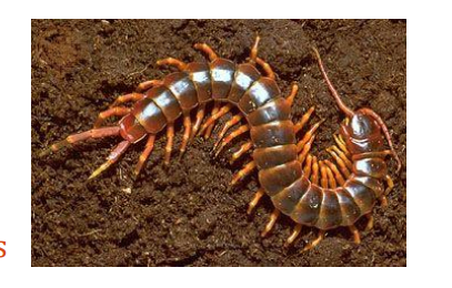 <p>name this animal</p>