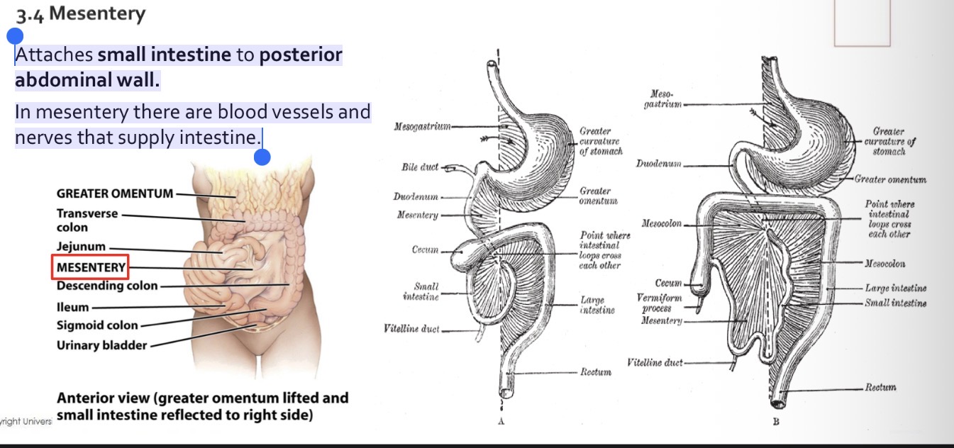 <p>Attaches small intestine to posterior abdominal wall.</p><p>In mesentery there are blood vessels and nerves that supply intestine.</p>