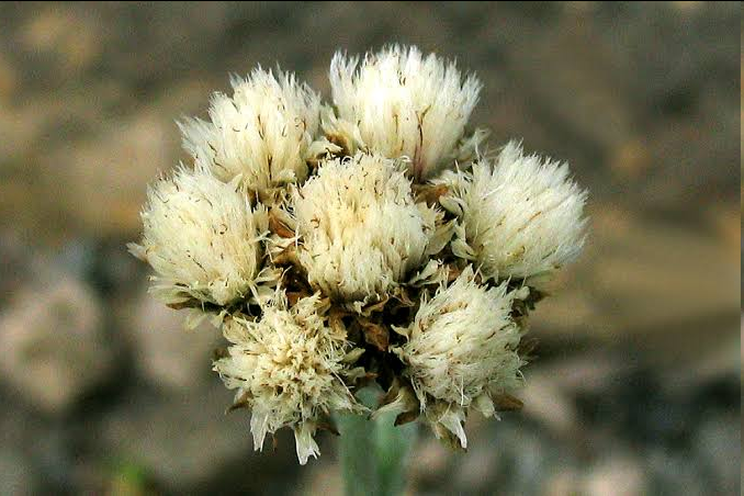 <p><span style="font-family: "Open Sans";"><em>Antennaria alpina</em> (alpine pussytoes</span></p>