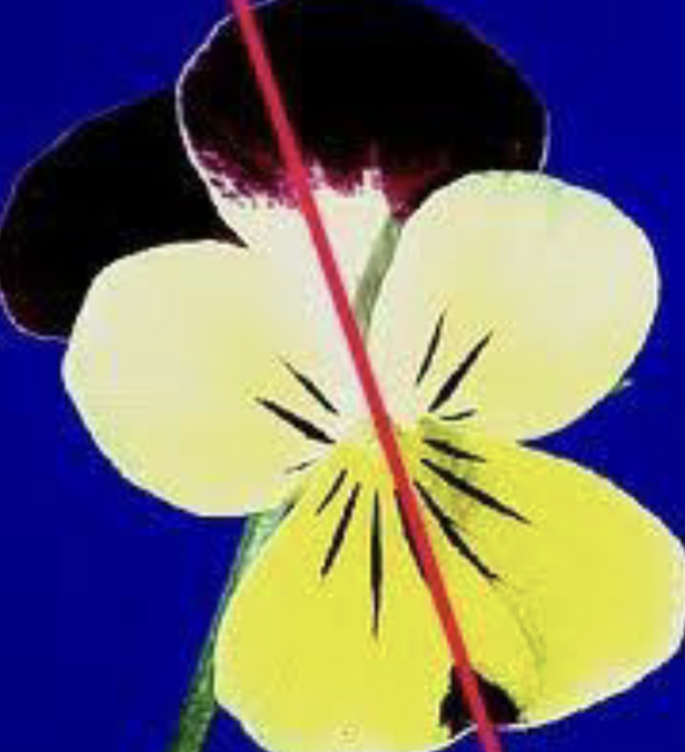 <p>Divided by only a single plane into two mirror-image halves</p>