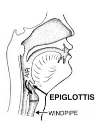 <p>Function: covers the airway during swallowing to prevent food and liquid from entering the lungs</p><p>Pathway to O2 &amp; CO2: Air passes through the epiglottis → larynx → trachea → bronchi → bronchioles → alveoli, where O₂ enters the blood and CO₂ goes back out</p><p>Found in: throat</p>