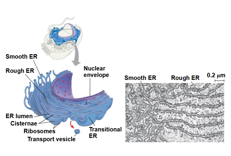 <p>Het endoplasmatisch reticulum neemt vaak meer dan de helft van het totale membraan uit van eukaryote cellen </p><ul><li><p>het Er loopt naadloos over in het kernmembraan</p></li><li><p>2 verschillende soorten => smooth ER en rough ER</p></li></ul><p></p>