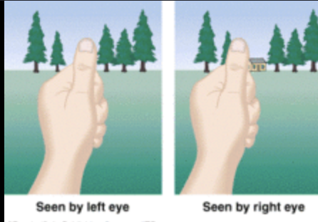 <p>difference in images is caused by the eyes different placements in the skull</p><ul><li><p>both is how we see the world</p></li></ul><p></p>