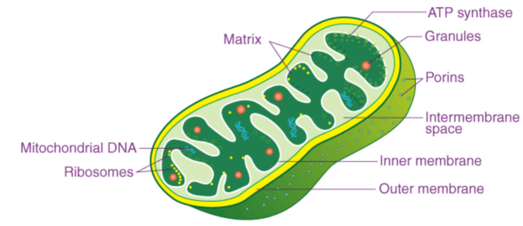 <p>A membrane-bound organelle that produces ATP energy and works in cellular respiration</p>