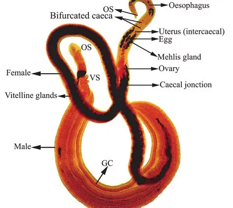 <p>Schistosoma mansoni (Phylum Platyhelminthes, Subphylum Neodermata, Class Trematoda, Subclass Digenea, Family Schistosomatidae). Note the oral suckers and acetabulum in both individuals. The female is in the gynocophoral canal. The male is more robust than the female. Male contains large ventral sucker to maintain his position in the habitat.</p>