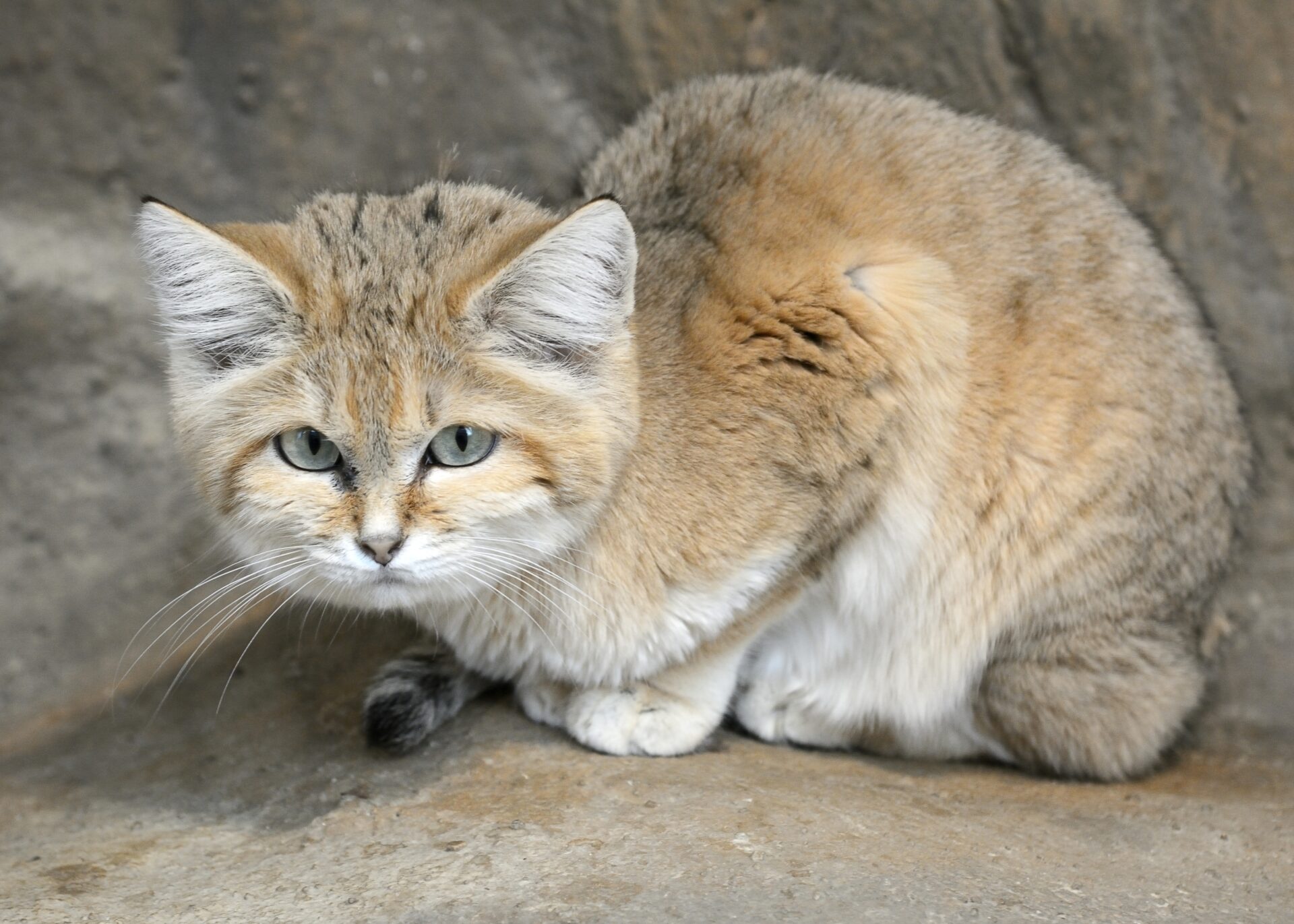 <p>Common Name: Sand Cat </p><p>Order: Carnivora</p><p>Family: Felidae </p>