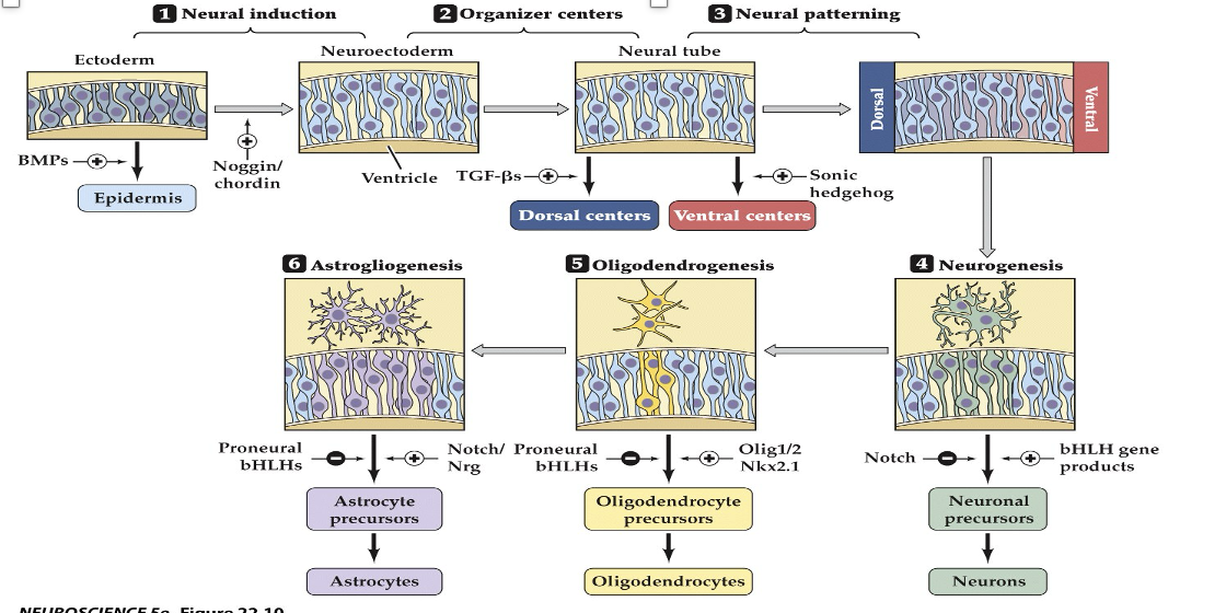 <p><span><strong>22.11&nbsp; Molecular and cellular mechanisms that guide neuronal and glial differentiation</strong></span></p>