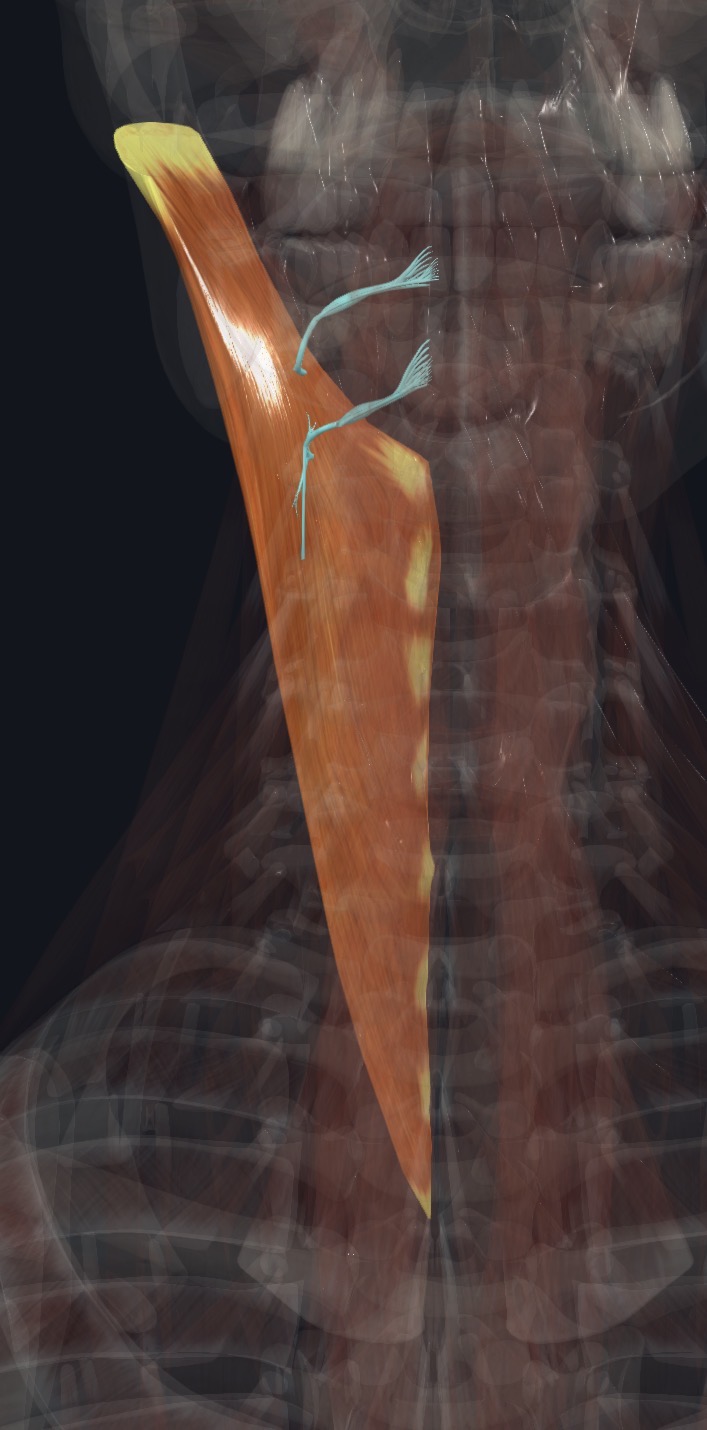<p>Posterior RAMI of spinal nerves</p>