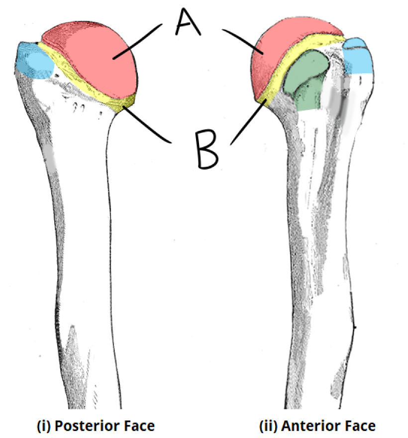 <p>Identify A (highlighted in red)</p>