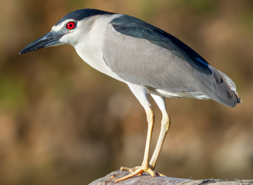 <p>Black-crowned Night Heron</p>