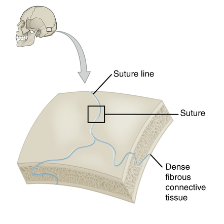<p>how are bones in a fibrous joint connected</p>