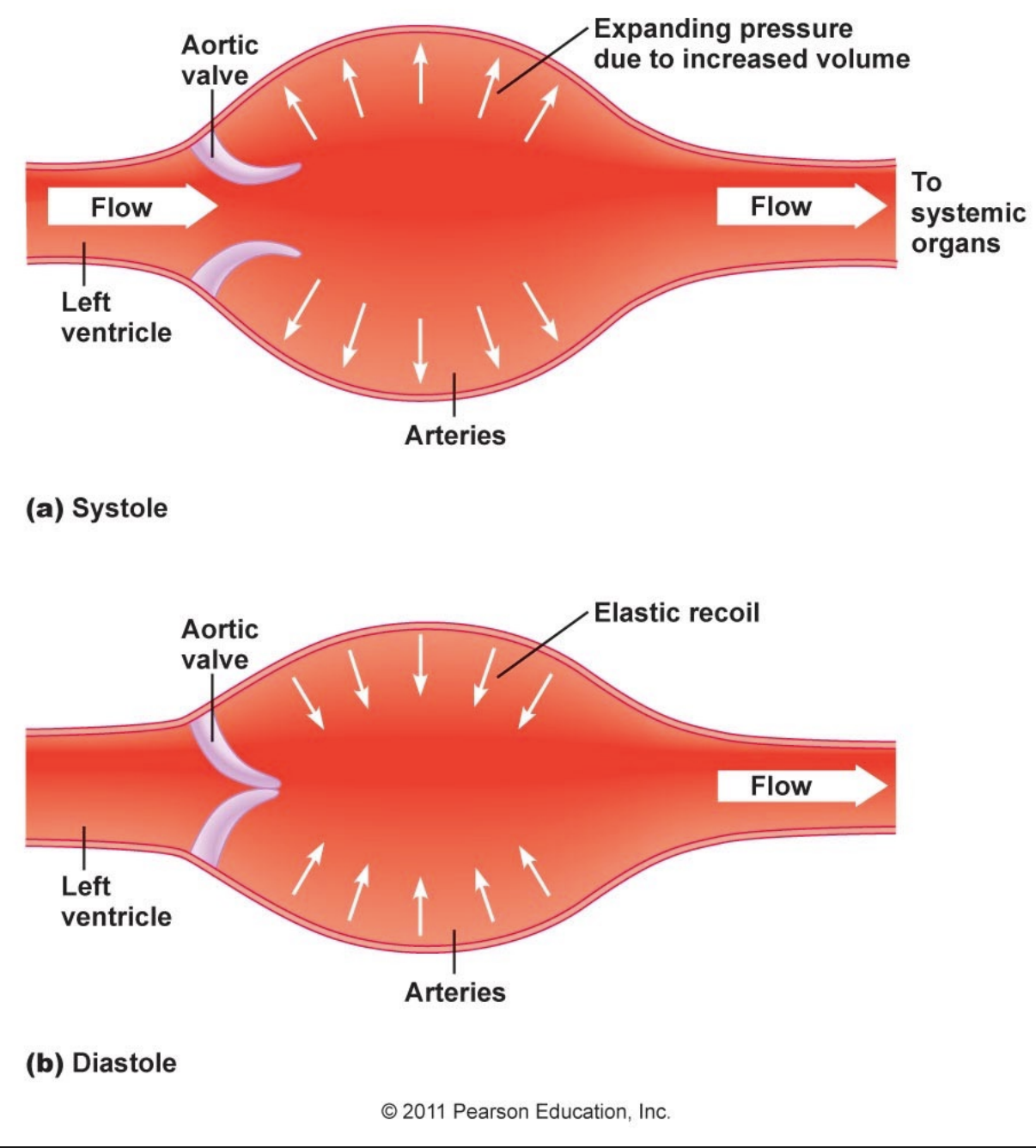 <p>How do arteries move blood? (high to low pressure) (pressure reservoir)</p>
