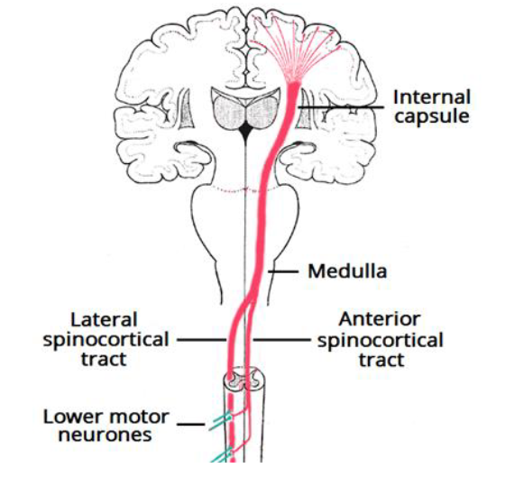 <p>Corticospinal (pyramidal) pathway</p>