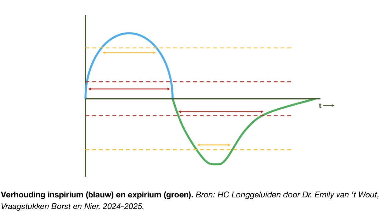<ul><li><p>normale omstandigheden is expiratie, flow is dan wel lager waardoor minder geluid geeft</p></li><li><p>hoe oger de flow = meer turbulentie = meer geluid</p><ul><li><p>daarom hoor je bij vasiculaire ademgeruis vooral inspirium goed, expirium vaak kort hoorbaar</p><ul><li><p>verhouding vaak 1: 0,5</p></li></ul></li></ul></li><li><p>ademgeruis bronchiën = 1: 1, komt doordat geluid daar onstaat en flow hoog is</p></li><li><p>perifeer in longen is insipiriun langer = 1 : 1/3 dan expirium</p></li><li><p>complainte longen ( longen slape) = experium langer en blijft geluid hoorbaar, verhouding richting 1:1</p></li></ul><p></p>
