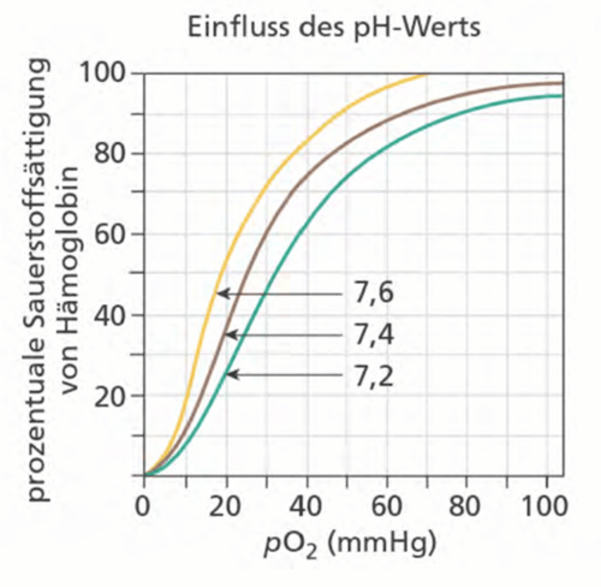 <p>-Durch Lactatproduktion gesteuert</p><p>-> Niedriger pH = O2 bindet weniger gut an Hb</p>