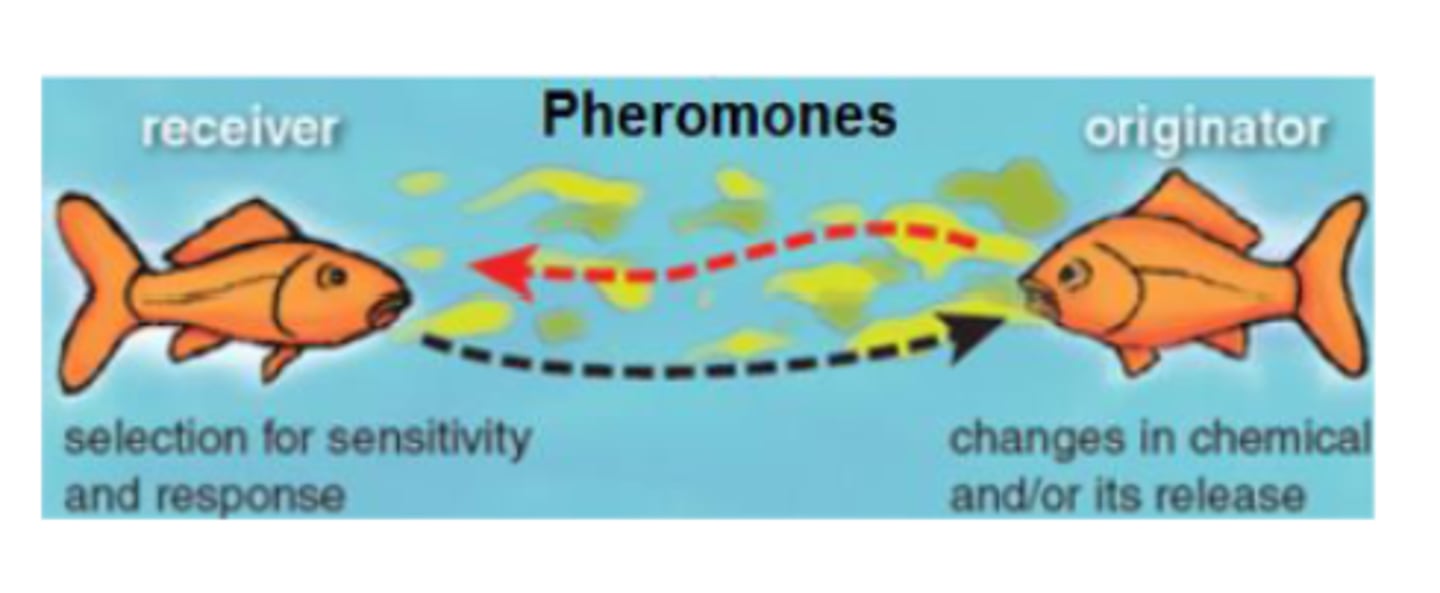 <p>Pheromones secreted to attract mates - chemical signals that travel through air or water. Example: Moths.</p>