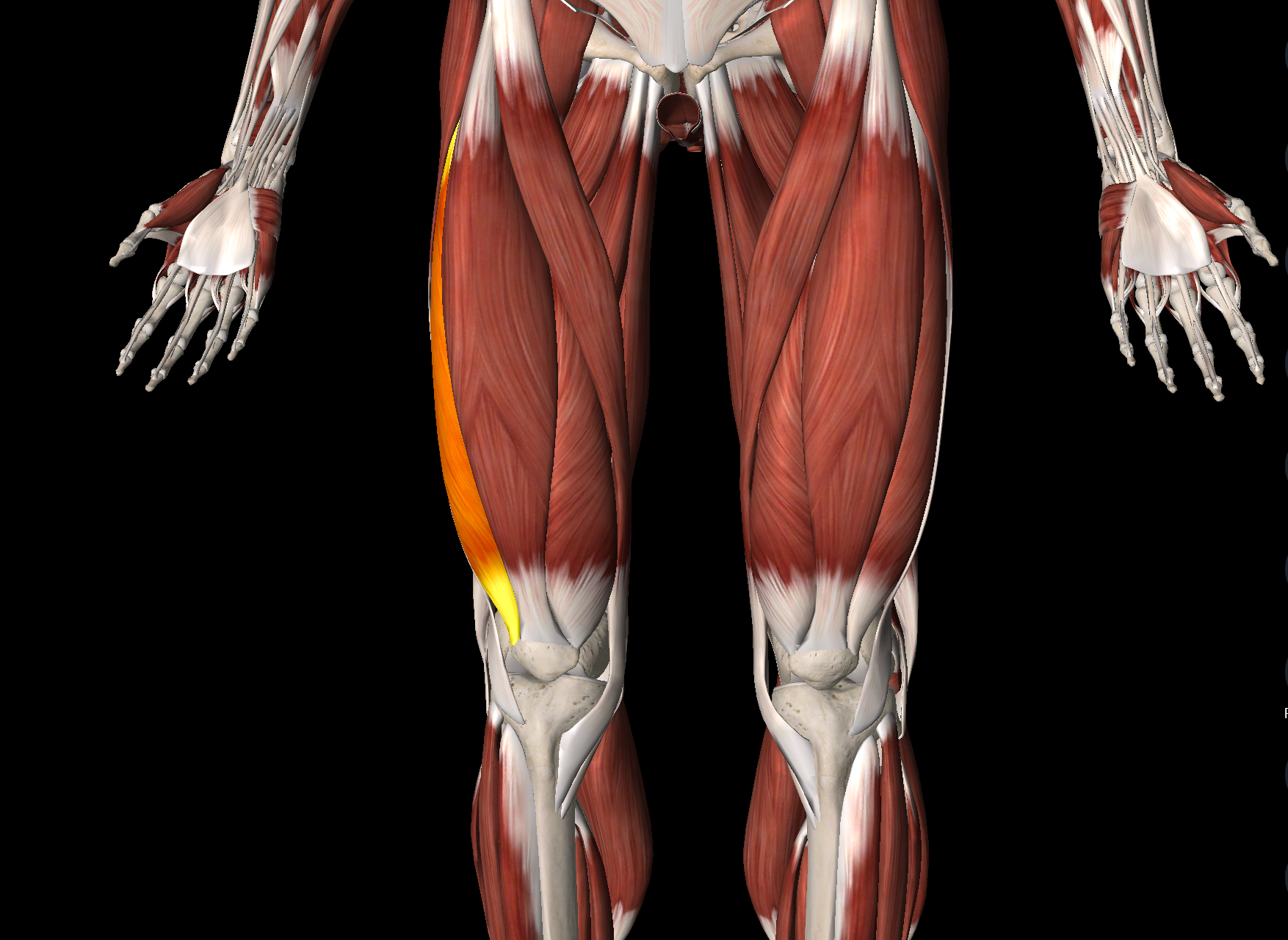 <p>Name this muscle</p>
