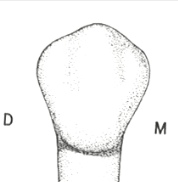 <p>- have shape and features similar to first premolar</p><p>- buccal cusp is shorter and more blunted than first premolar</p><p>- buccal cusp is centered</p><p>- M and D cusp ridges are equal lengths</p>