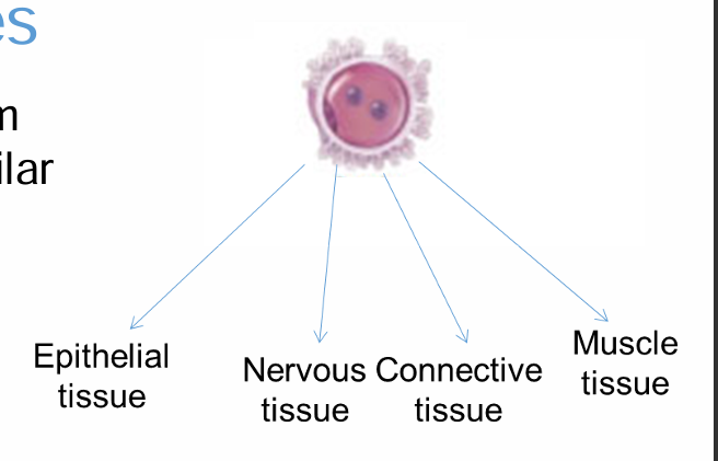 <ul><li><p>Epithelial tissue</p></li><li><p>Connective tissue</p></li><li><p>Muscle tissue</p></li><li><p>Nervous tissue</p></li></ul><p></p>