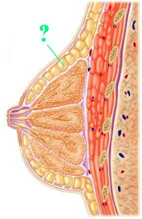 <p><span>Identify the indicated structure.</span></p>