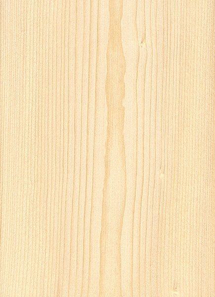 <p>semi-abrupt latewood transition </p><p>wood fine textured, lighter weight and color than other species </p><p>often with numerous rings per inch (rel. slow growth) </p><p>resin canals often few, obscure </p>