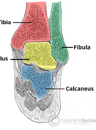 <p><span style="background-color: transparent;">Talocrural: movements</span></p>