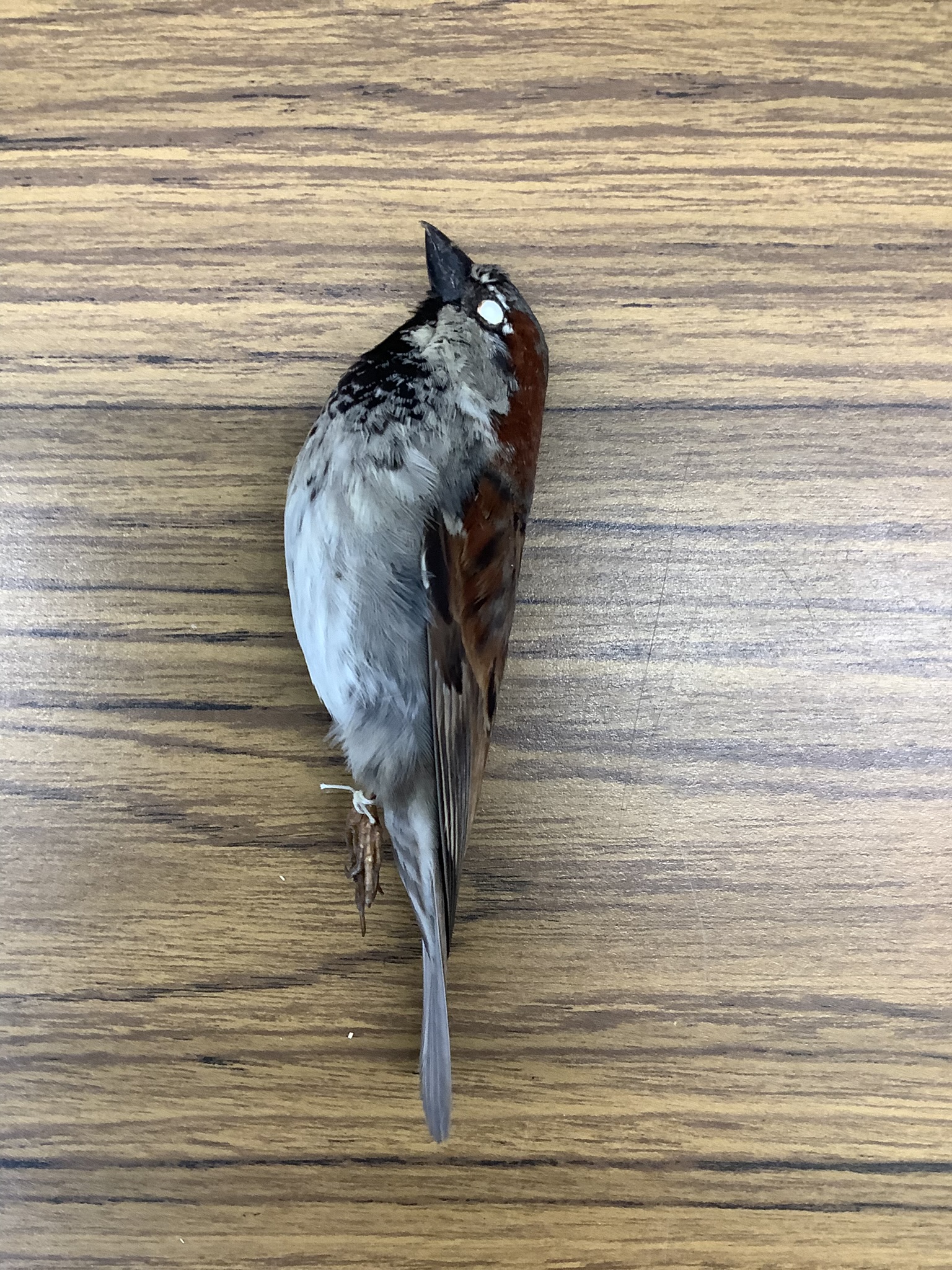 <p>Class Reptillia</p><p>Order Passeriformes</p><p>house sparrow </p><p>male has a red crown </p><p></p>