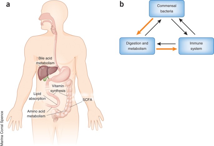 <ul><li><p>Typically do not cause harm to the host.</p></li><li><p>Likely become killed off from a round of antibiotics.</p></li><li><p>Can be present in many different parts of the body.</p></li></ul><p></p>