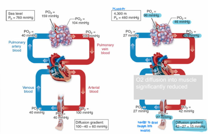 <p>At rest, pulmonary diffusion is not usually a limiting factor for gas exchange at altitude. However, the main issue is reduced alveolar PO₂, which directly lowers oxygen availability in the lungs and leads to hypoxemia.</p><p>Because alveolar PO₂ is lower, fewer hemoglobin binding sites are saturated with oxygen, resulting in decreased oxyhemoglobin saturation.</p><p>The oxyhemoglobin dissociation curve shifts left, which helps preserve oxygen loading in the lungs and minimize desaturation. This shift partially compensates for reduced oxygen availability but does not fully prevent reduced oxygen transport to tissues.</p>