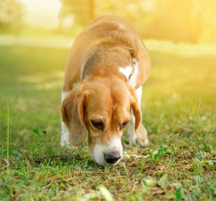 <p>Sniffer</p>