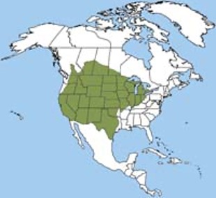 <p>American badger</p><p>small burrowing mammals, ground squirrels</p><p>open grasslands w/ sandy loam soil</p><p>can hunt “with” coyotes</p>