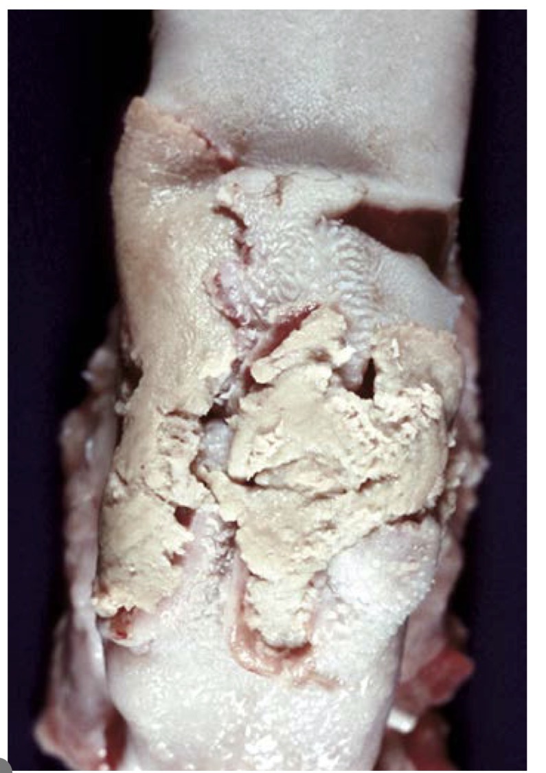 term image